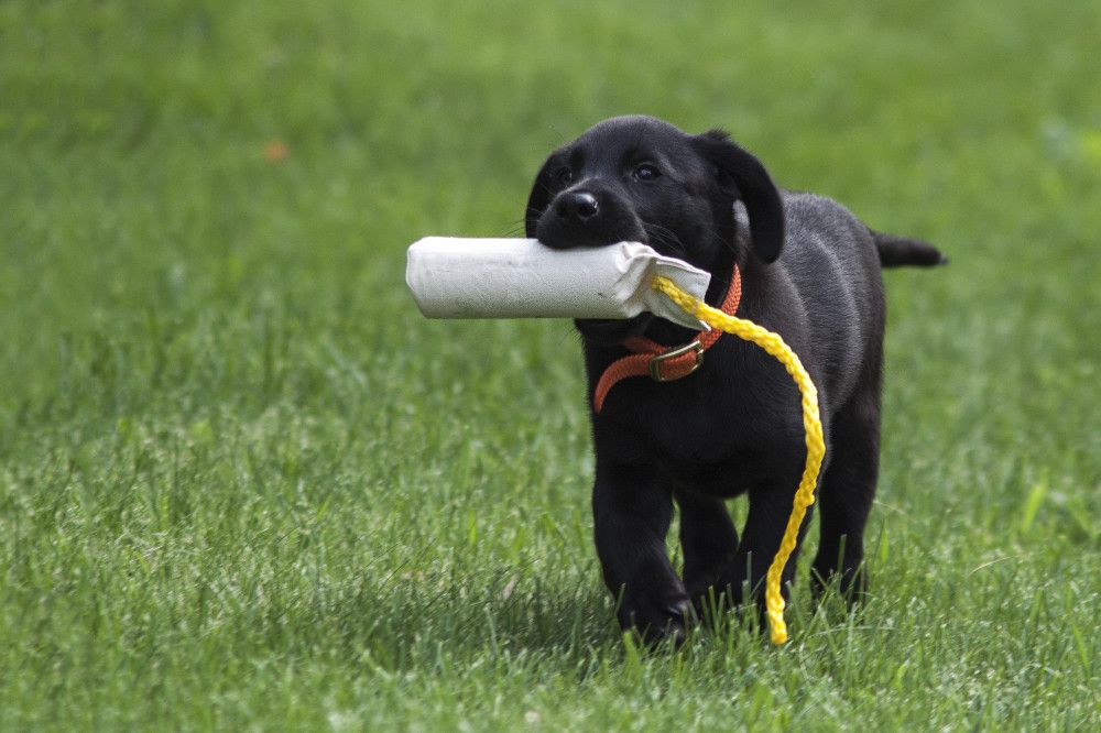 Puppy Board And Train